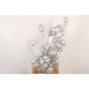 Ascl. Moby Dick Silver