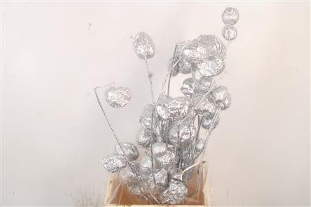 <h4>Ascl. Moby Dick Silver</h4>