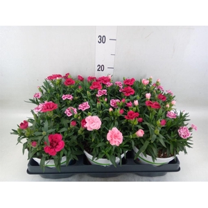 Dianthus   ...