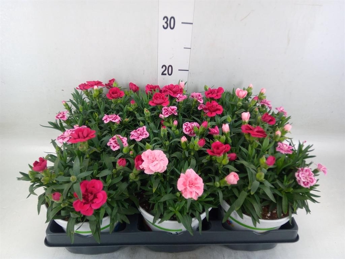 <h4>Dianthus   ...</h4>