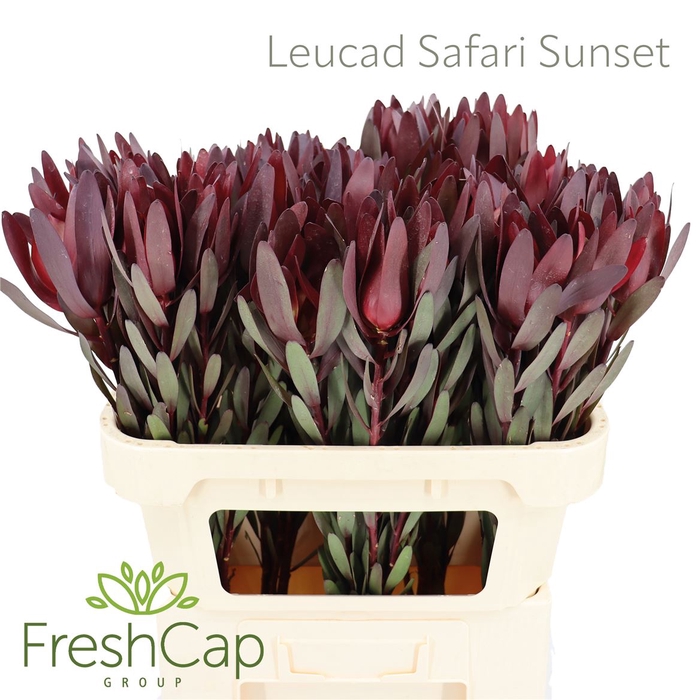 <h4>Leucad Safari Sunset</h4>