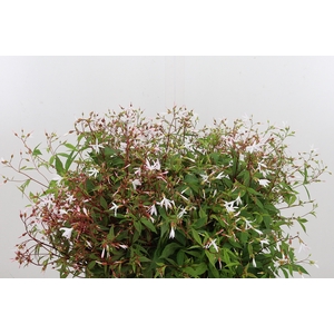 Gillenia Trifoliata