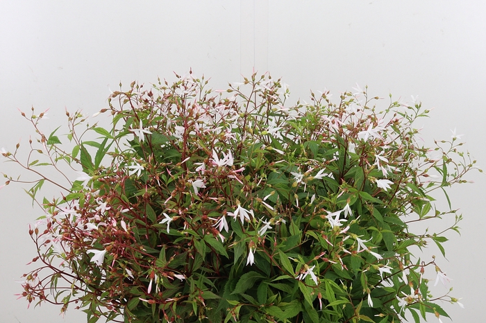 <h4>Gillenia Trifoliata</h4>