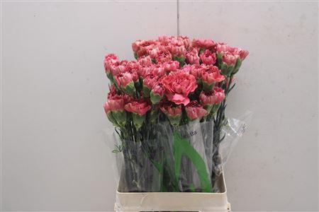 <h4>Di St Doretea</h4>