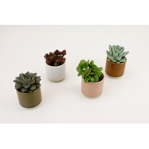 Succulenten mix in annemarie keramiek
