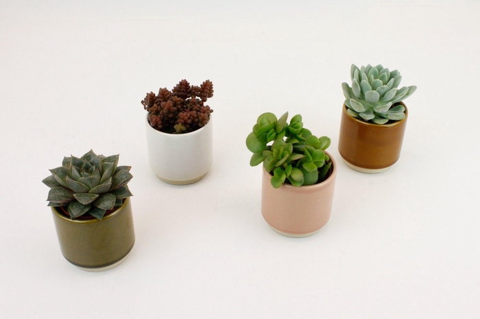 <h4>Succulenten mix in annemarie keramiek</h4>