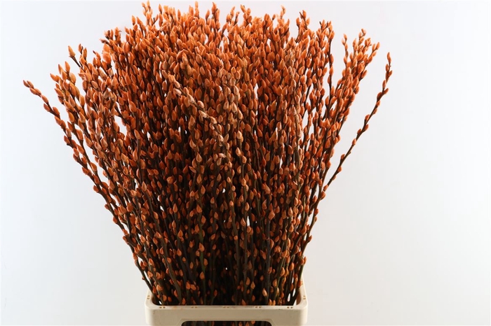 <h4>Salix Wilgenkatjes Orange 90cm P Stem</h4>