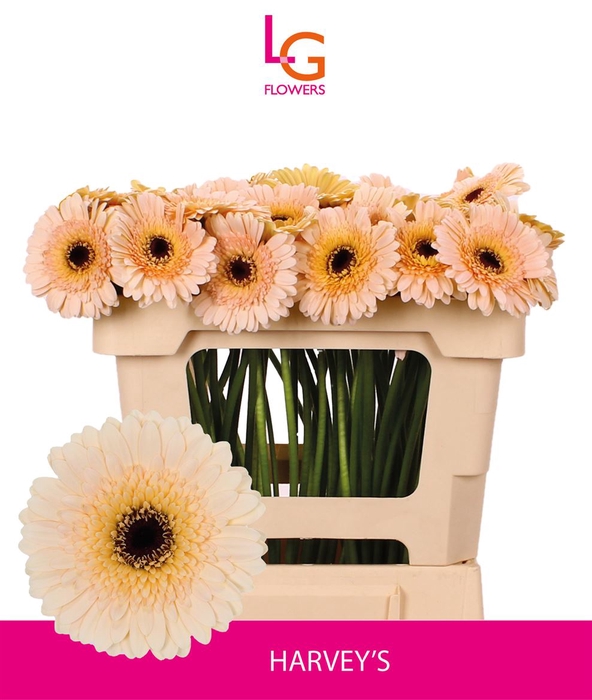 <h4>Ge Mi Harveys Hoes - Fust 996</h4>
