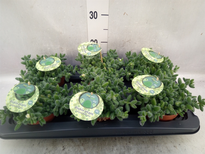 <h4>Delosperma echinatum</h4>