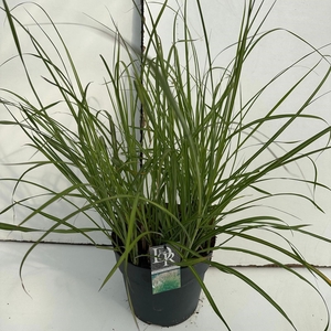 Graminées Miscanthus 'Kleine Silberspinne'