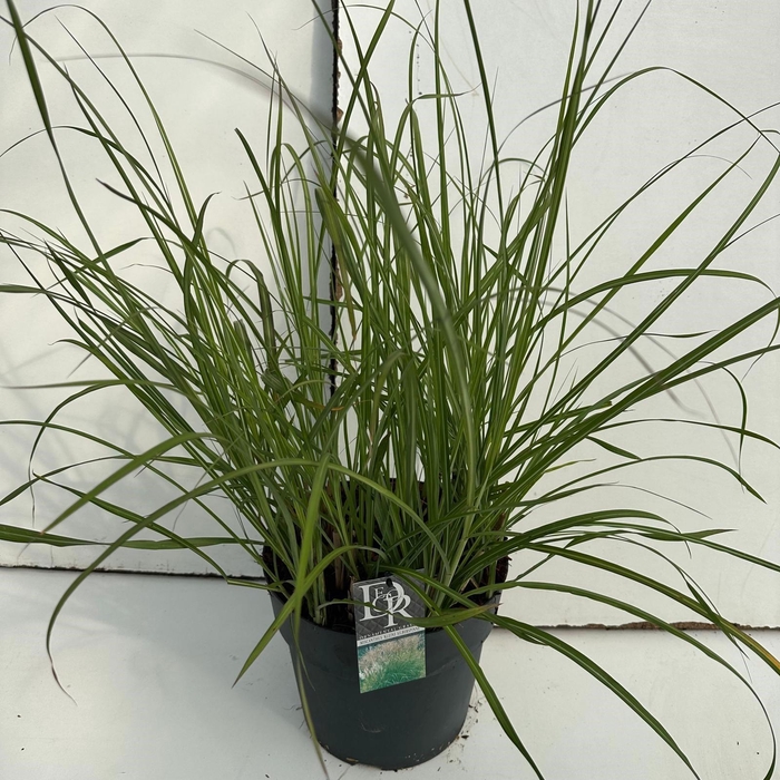<h4>Graminées Miscanthus 'Kleine Silberspinne'</h4>