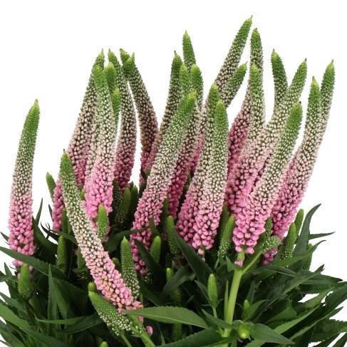 <h4>VERONICA  'CLEA ROSWITHA'</h4>