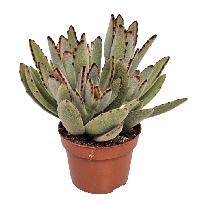 <h4>KALANCHOE TOMENTOSA</h4>
