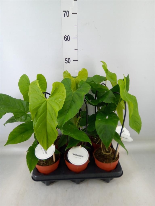 <h4>Anthurium   ...</h4>