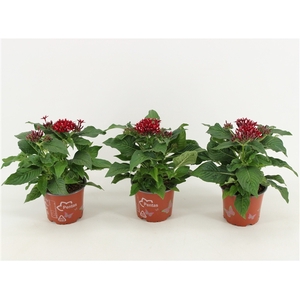 Pentas Graffiti Lipstick