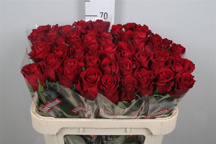 <h4>R Gr Ever Red</h4>