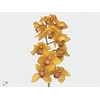 Cymbidium Esther Gold 60 cm Super