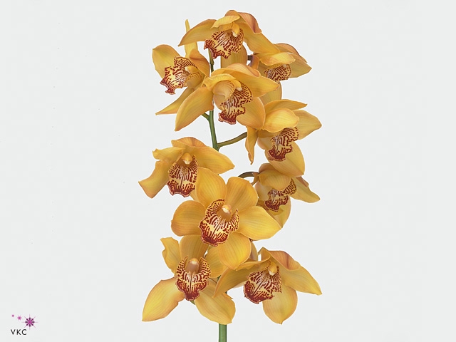 Cymbidium Esther Doos