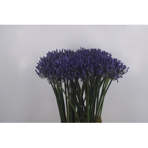 Agapanthus Dr Brouwer Blue