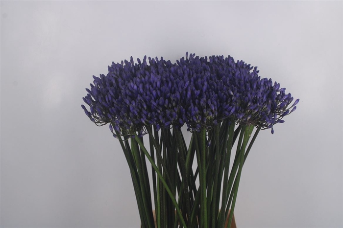 <h4>Agapanthus Dr Brouwer Blue</h4>