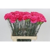 Dianthus St Lamoira