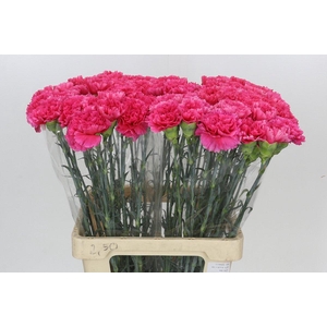 Dianthus St Lamoira