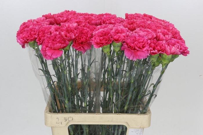 Dianthus St Lamoira