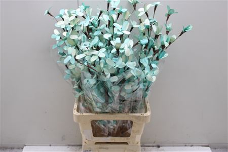 <h4>Butterfly Flower Mint</h4>