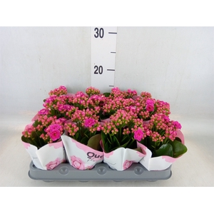 Kalanchoe   ...mini