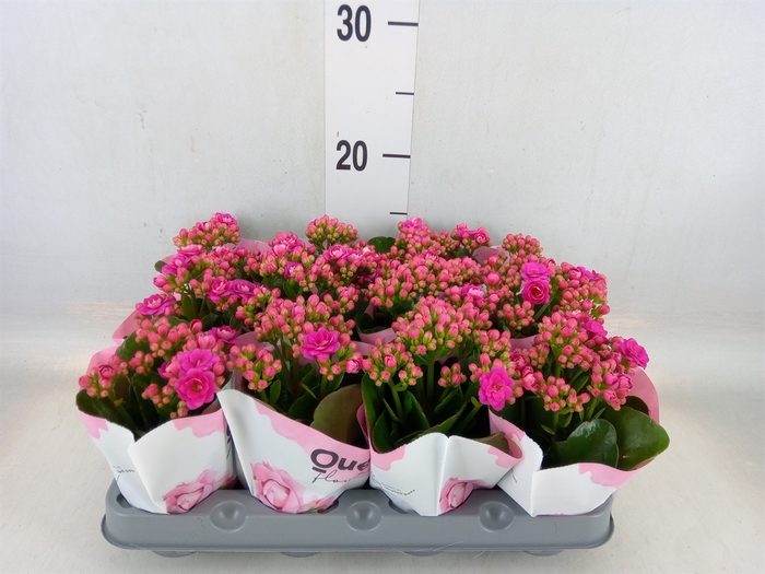 <h4>Kalanchoe   ...mini</h4>