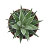 Haworthia fasciata Big Band AL5018