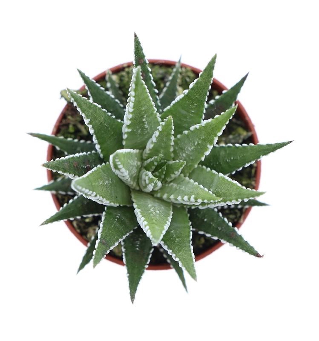 Haworthia fasciata Big Band AL5018