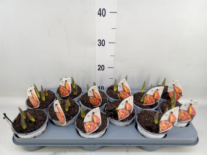 <h4>Tulipa EN 'Flair'</h4>