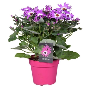Senetti pink bicolor (Pericallis Cruentus)