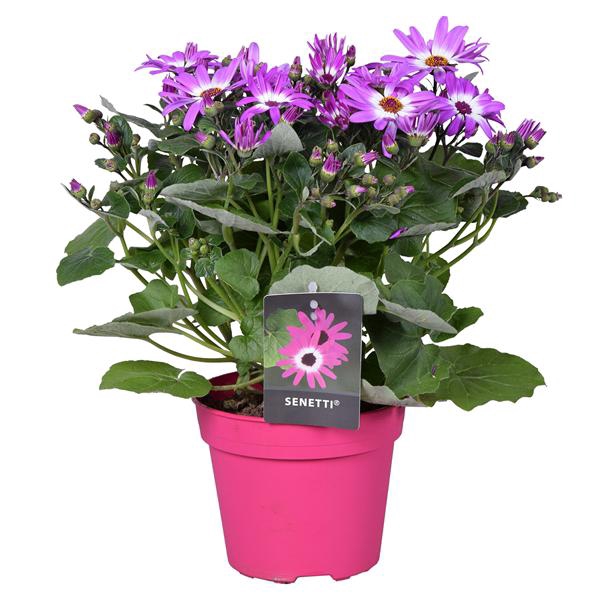 <h4>Senetti pink bicolor (Pericallis Cruentus)</h4>