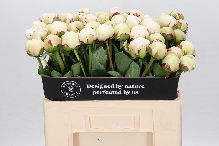 <h4>Paeonia Odile</h4>