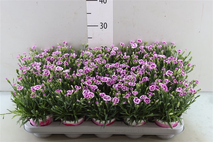 <h4>Dianthus Pink Kisses</h4>