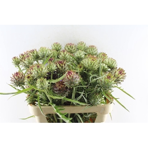 Cynara Cardunculus