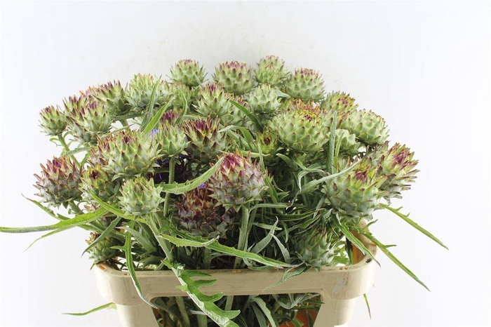 <h4>Cynara Cardunculus</h4>