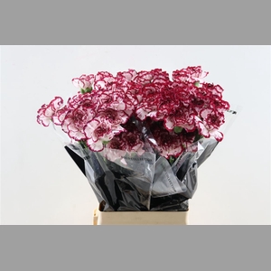 Di St Baccarat