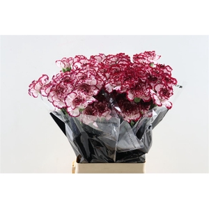 Di St Baccarat