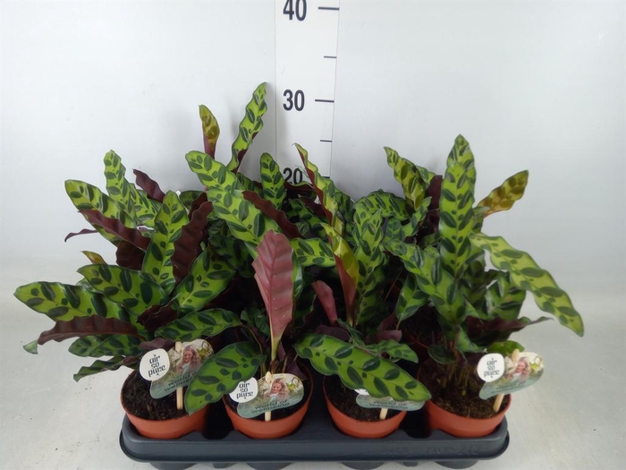 <h4>Calathea lancifolia</h4>