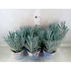 Curio ficoides 'Mount everest'