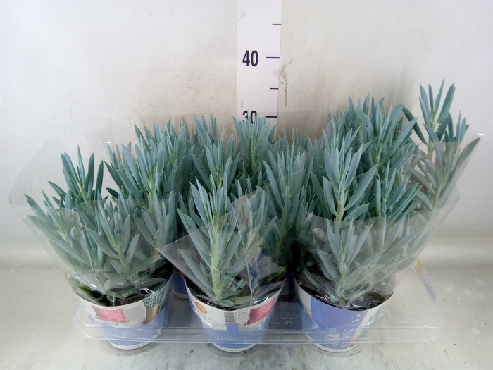<h4>Curio ficoides 'Mount everest'</h4>