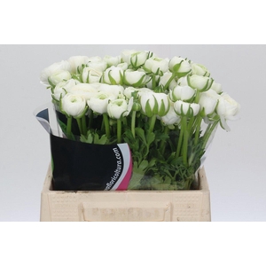 Ranunculus Charm White