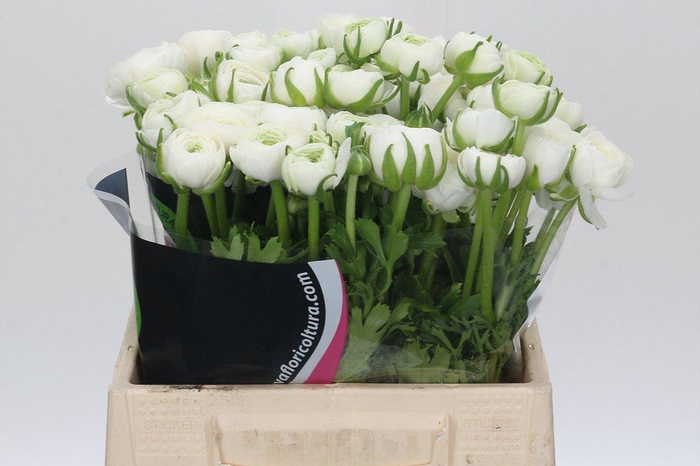 <h4>Ranunculus Charm White</h4>