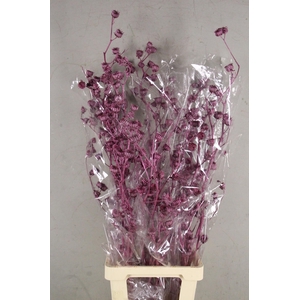 DF Lavatera Bs Met. Pink 120g