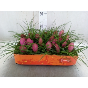 Tillandsia cyanea