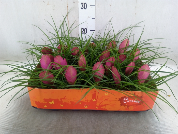 <h4>Tillandsia cyanea</h4>