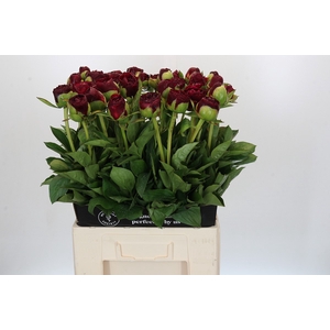Paeonia Old Faithful